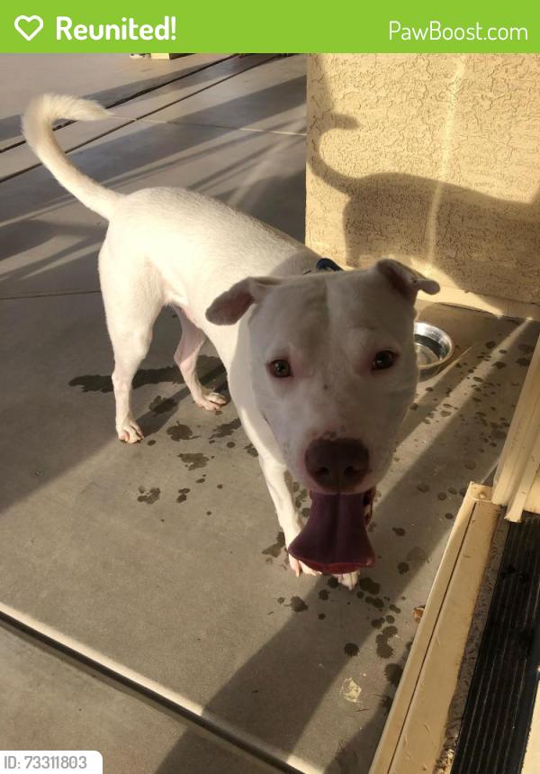 Reunited Male Dog last seen S 229th Ln/ N Sundance Pkwy, Buckeye, AZ 85326
