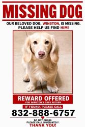 Reunited Male Dog last seen Fairmont, Pasadena, TX 77506