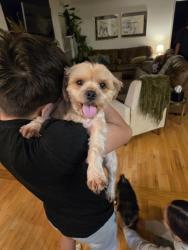 Found/Stray Male Dog last seen Hixson Pike and Tsati terrace, Soddy-Daisy, TN 37379