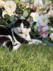 Lost Male Cat last seen W Sunnyvale Dr and N Mockingbird Ln, Nine Mile Falls, WA 99026