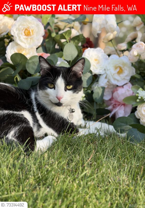 Lost Male Cat last seen W Sunnyvale Dr and N Mockingbird Ln, Nine Mile Falls, WA 99026