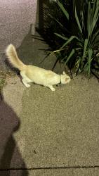 Found/Stray Unknown Cat last seen Oak square Brighton, Boston, MA 02135