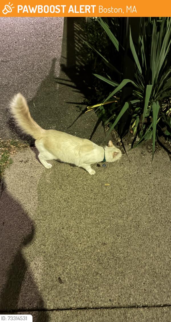 Found/Stray Unknown Cat last seen Oak square Brighton, Boston, MA 02135