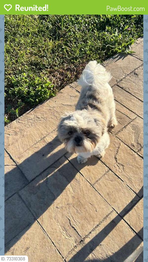 Reunited Male Dog last seen S Neel Dr, Brownsville, TX 78526, USA, Brownsville, TX 78526