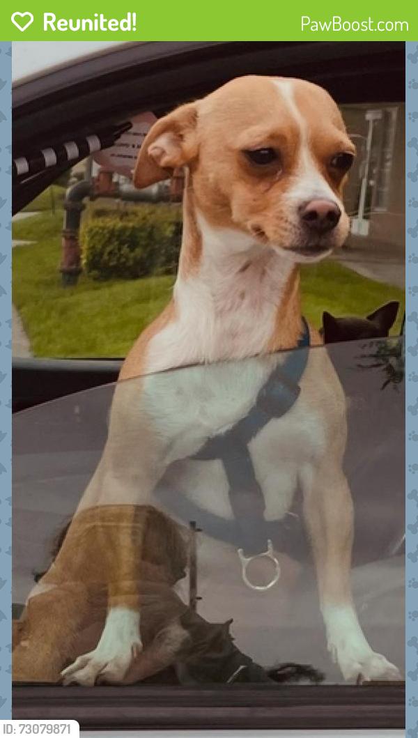 Reunited Male Dog last seen Parking lot of UCI Health hosp near a Black GMC, Orange, CA 92868