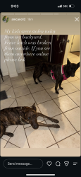Reunited Male Dog last seen By Stetson Bar, San Antonio, TX 78250
