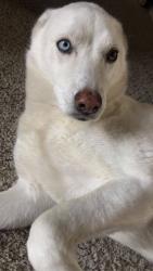 Reunited Female Dog last seen Beau dr, Mesquite, TX 75181