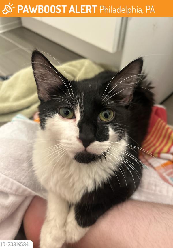 Found/Stray Female Cat last seen Behind my hse on Winton street, meowing on top of a fence for help., Philadelphia, PA 19148