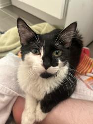 Found/Stray Female Cat last seen Behind my hse on Winton street, meowing on top of a fence for help., Philadelphia, PA 19148