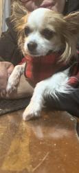 Reunited Female Dog last seen Near Yucca Dr NW, Albuquerque, NM 87105, USA, Albuquerque, NM 87105