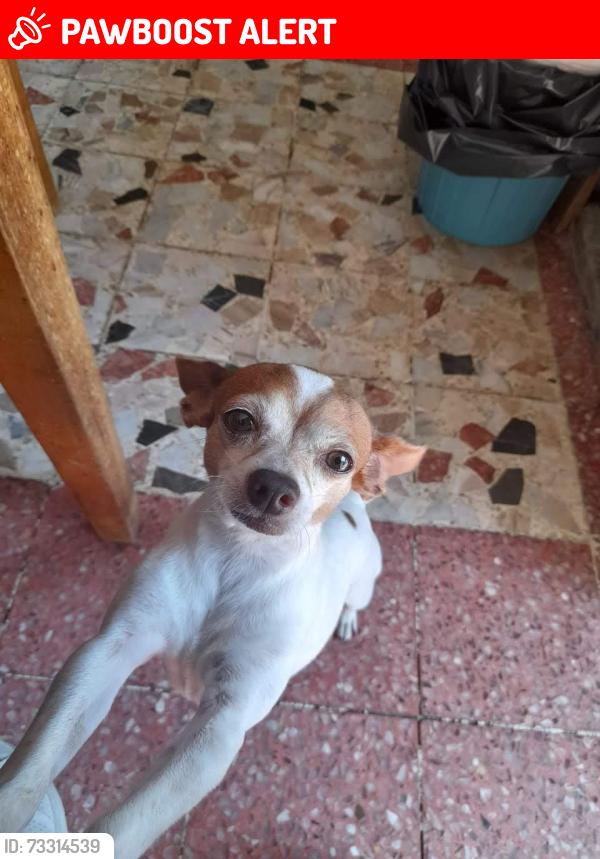 Lost Male Dog last seen boulevard olmecas, Fraccionamiento Ciudad Olmeca, Ver. 96535