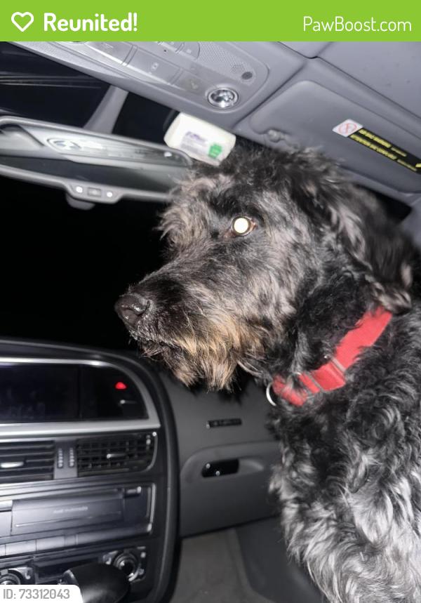 Reunited Male Dog last seen Willow and Frontier, East Stroudsburg, PA 18302