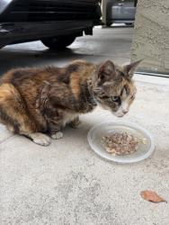 Found/Stray Unknown Cat last seen Alley behind 12617 Mitchell, Los Angeles, CA 90066