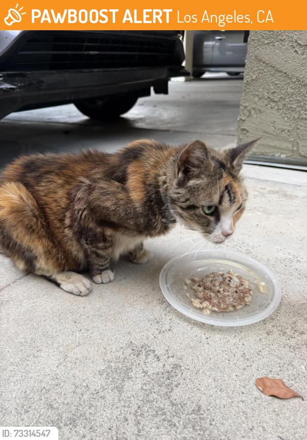 Found/Stray Unknown Cat last seen Alley behind 12617 Mitchell, Los Angeles, CA 90066