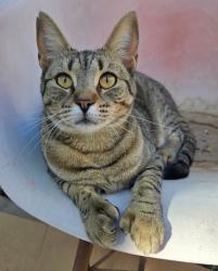 Reunited Female Cat last seen Full Moon Avenue & Shooting Star in Paradise Skies, Albuquerque, NM 87114