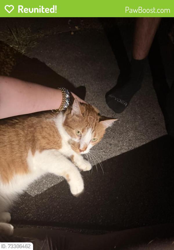 Reunited Unknown Cat last seen Bayberry ln, greenboro, NC, Greensboro, NC 27455