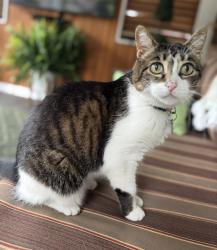Reunited Female Cat last seen Ramona Blvd and Paramount Road, Markham, ON 