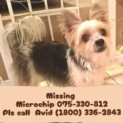 Reunited Male Dog last seen Boulder City, NV, USA, Boulder City, NV 89005