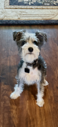Lost Male Dog last seen Spencer Cir, Tampa, FL 33610