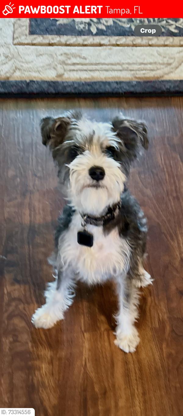 Lost Male Dog last seen Spencer Cir, Tampa, FL 33610