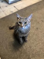 Lost Male Cat last seen Main st Coventry ct, Coventry, CT 06238