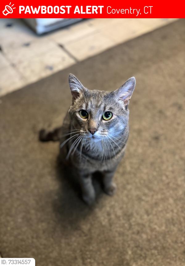Lost Male Cat last seen Main st Coventry ct, Coventry, CT 06238