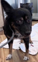 Reunited Female Dog last seen Near N Coit Rd, Dallas, TX 75248