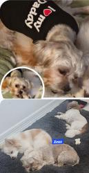 Lost Male Dog last seen CR 6611/Norcross Ln, Dayton, TX 77535, Dayton, TX 77535