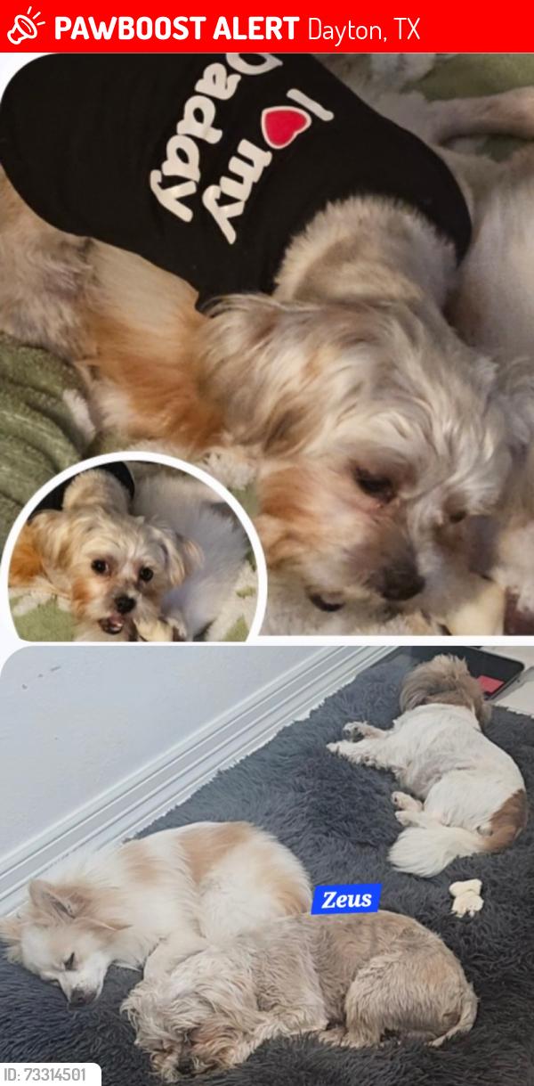 Lost Male Dog last seen CR 6611/Norcross Ln, Dayton, TX 77535, Dayton, TX 77535