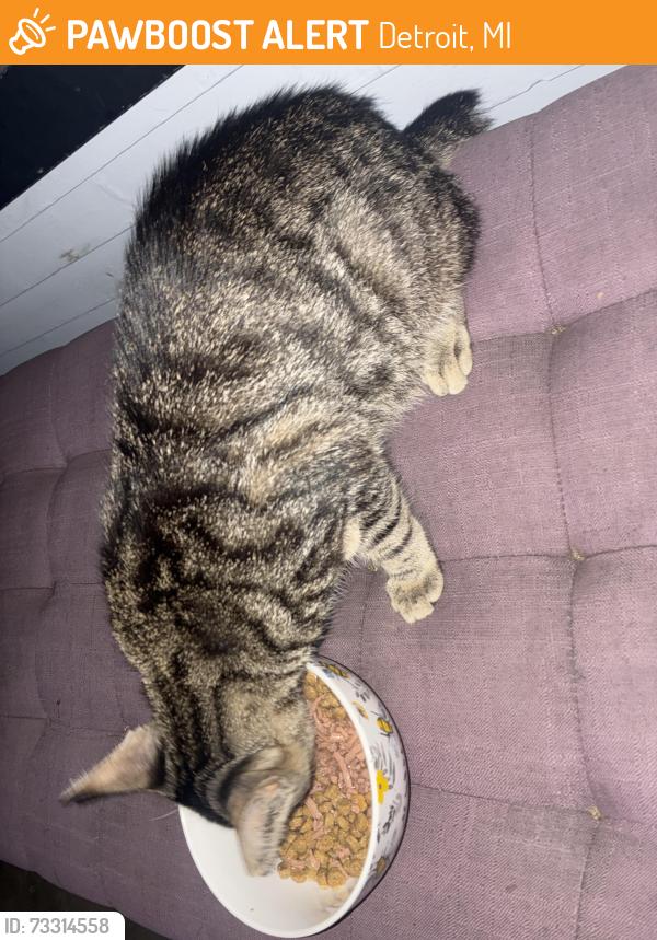 Found/Stray Female Cat last seen Joe loise park, Detroit, MI 48226
