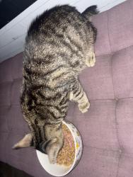 Found/Stray Female Cat last seen Joe loise park, Detroit, MI 48226
