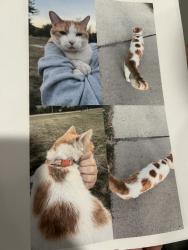 Reunited Unknown Cat last seen Near Oak St N, Fargo, ND 58102, USA, Fargo, ND 58102