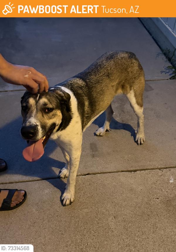 Found/Stray Male Dog last seen Cherry Park, Irvington and Wyoming, Tucson, AZ 85714