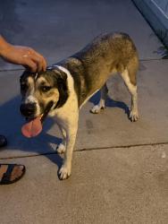 Found/Stray Male Dog last seen Cherry Park, Irvington and Wyoming, Tucson, AZ 85714
