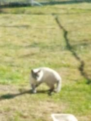 Reunited Male Cat last seen Millbrook Road and Fairdale Road, Philadelphia, PA 19154