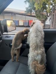 Lost Female Dog last seen Jackson and hellman, Rosemead, CA 91770