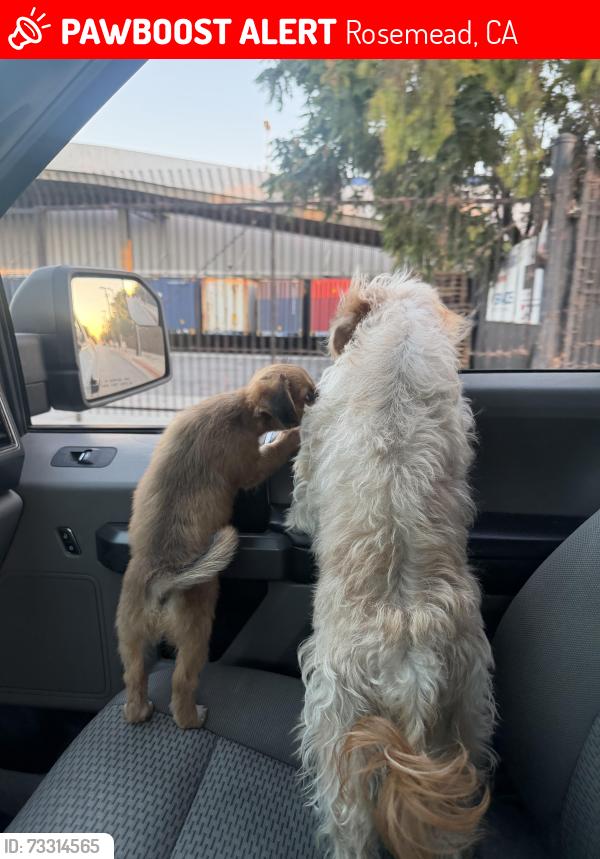 Lost Female Dog last seen Jackson and hellman, Rosemead, CA 91770