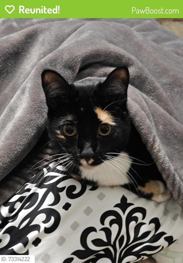 Reunited Female Cat last seen Canterbury Dr, Sterling Heights, MI 48312