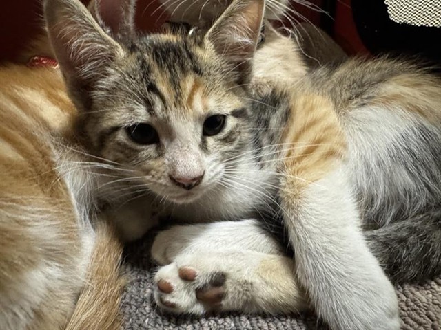 Shelter Stray Female Cat last seen ABORN, 1950 Stevenson Blvd, Fremont, CA 94538, USA