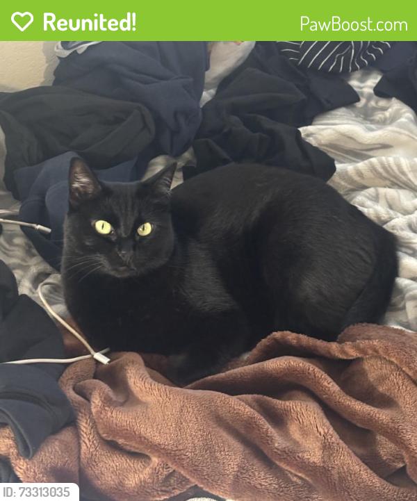 Reunited Female Cat last seen Near Lilly Ave, Gilroy, CA 95020, USA, Gilroy, CA 95020