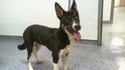 Shelter Stray Male Dog last seen CHARLOTTE, 8315 Byrum Dr, Charlotte, NC 28217, USA