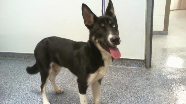 Shelter Stray Male Dog last seen CHARLOTTE, 8315 Byrum Dr, Charlotte, NC 28217, USA