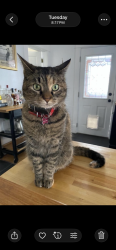 Lost Female Cat last seen John Ball Zoo, Grand Rapids, MI 49504
