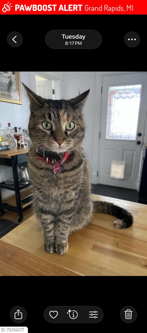 Lost Female Cat last seen John Ball Zoo, Grand Rapids, MI 49504