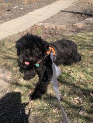 Reunited Female Dog last seen Has been spotted near 43 and Chicago, Minneapolis, MN 55417