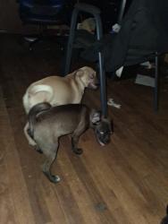 Found/Stray Unknown Dog last seen Bush and bond, Denison, TX 75020