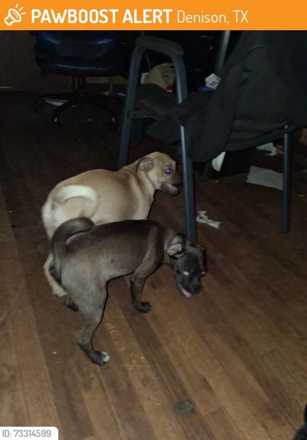 Found/Stray Unknown Dog last seen Bush and bond, Denison, TX 75020