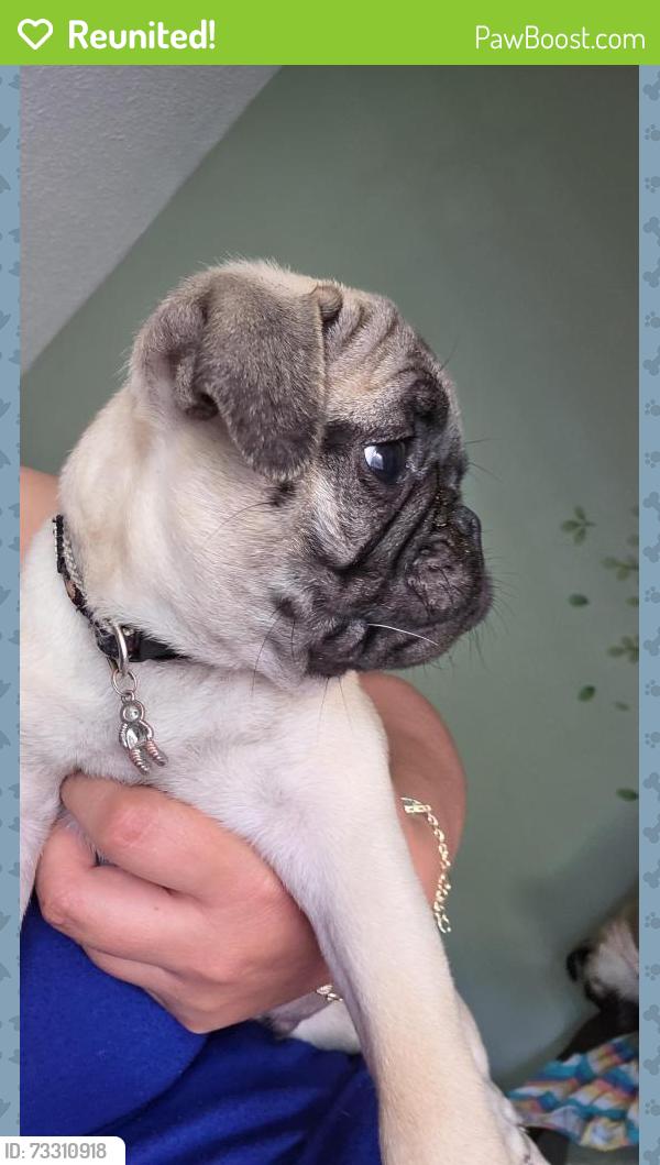 Reunited Male Dog last seen Near 3423 w country club Dr. Irving 75038., Irving, TX 75038