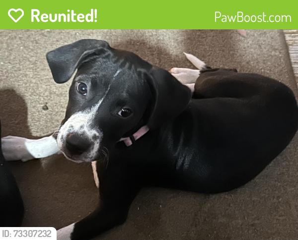 Reunited Female Dog last seen Westwoods subdivision Lonedell mo, Lonedell, MO 63060