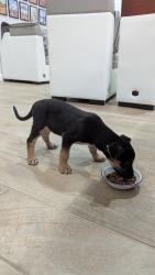 Found/Stray Male Dog last seen Dalford Street, Fort Worth, TX 76111